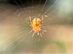 Araniella displicata