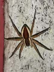 Dolomedes fimbriatus