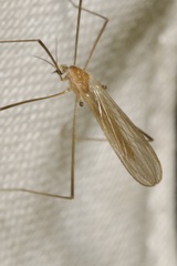 Erioptera