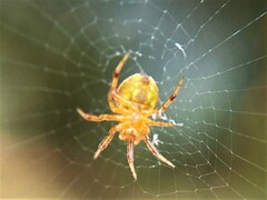 Araniella displicata