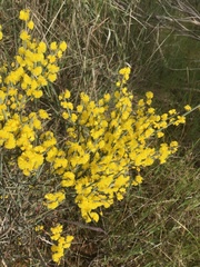 Acacia spinescens