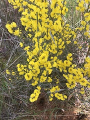 Acacia spinescens
