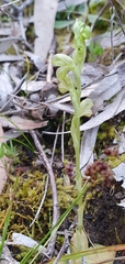 Pterostylis mutica