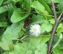 Passiflora foetida