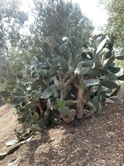 Opuntia lindheimeri