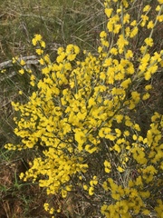 Acacia spinescens