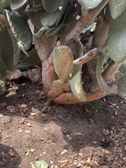 Opuntia lindheimeri