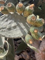 Opuntia lindheimeri