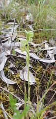 Pterostylis mutica