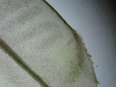 Plagiomnium cuspidatum