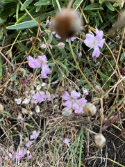 Caryophyllaceae