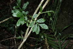Harpullia alata