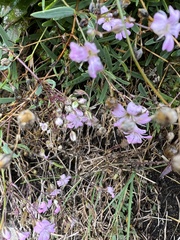 Caryophyllaceae