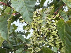 Acer morrisonense
