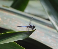 Brachydiplax chalybea