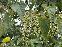 Acer morrisonense