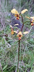 Diuris pardina