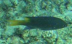 Neopomacentrus azysron