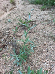 Helichrysum luteoalbum