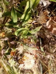 Pentanema britannica