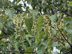 Acer morrisonense