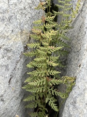 Cystopteris fragilis