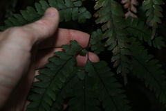 Adiantum silvaticum