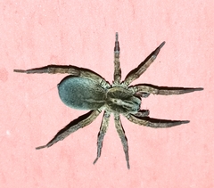 Trochosa