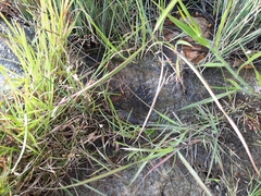 Utricularia caerulea