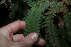 Adiantum silvaticum
