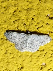 Scopula marginepunctata