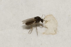 Ceratopogonidae