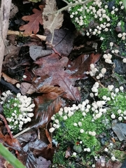 Coprinellus disseminatus
