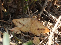 Isturgia arenacearia