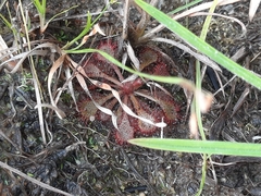 Drosera spatulata