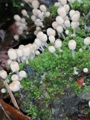 Coprinellus disseminatus