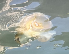 Cotylorhiza tuberculata