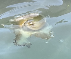 Cotylorhiza tuberculata