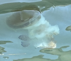 Cotylorhiza tuberculata