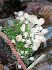 Coprinellus disseminatus