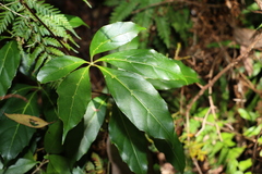Cissus sterculiifolia