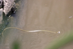 Fowlea flavipunctata