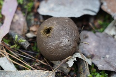 Lycoperdaceae