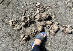 Elephas maximus indicus