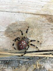 Araneus quadratus