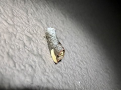 Phalera takasagoensis