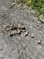 Elephas maximus indicus