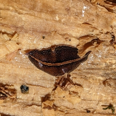 Geoplanidae