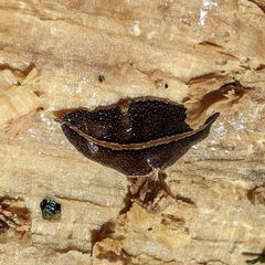 Geoplanidae
