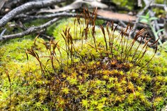 Syntrichia antarctica